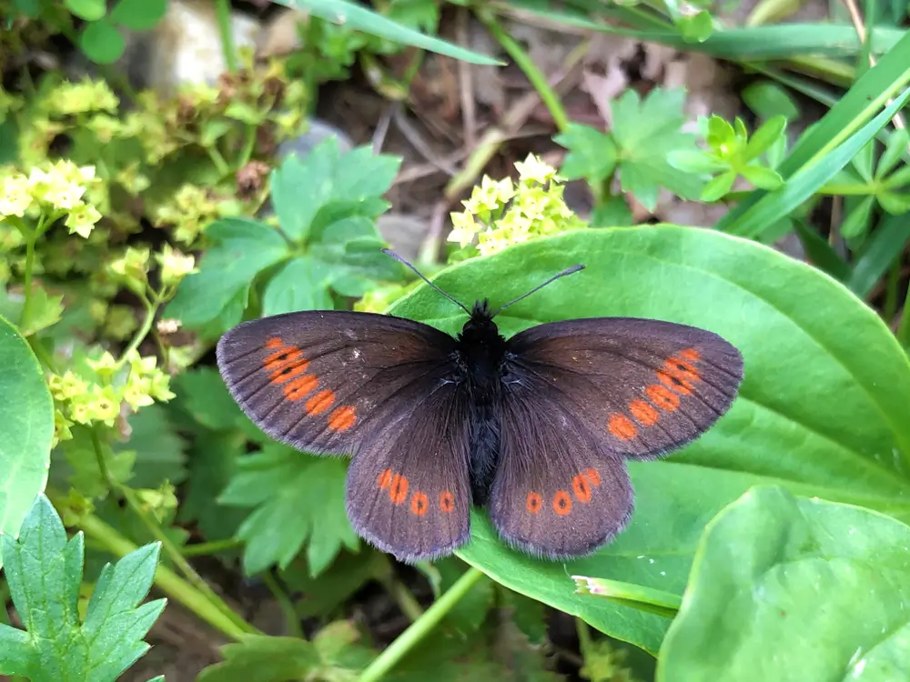 Mountain Ringlet (Erebia epiphron)