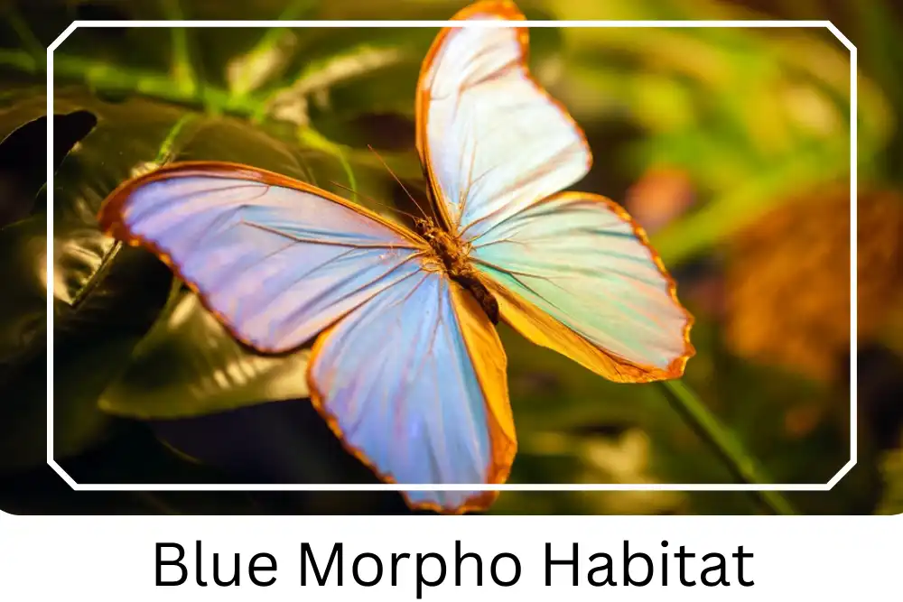 blue morpho butterfly habitat map
