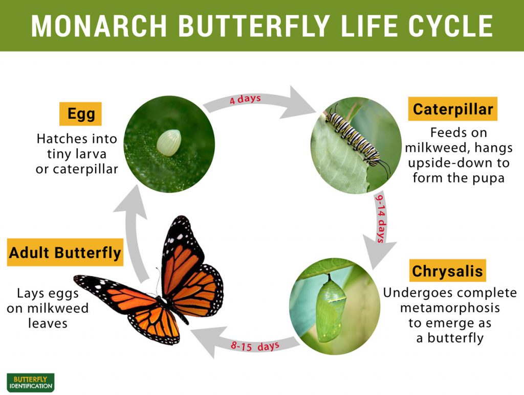 Butterfly Reproductive Cycle