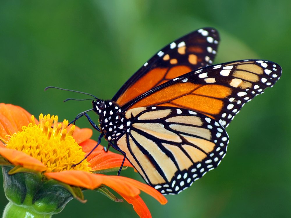 What Butterflies Have in Common with Straws
