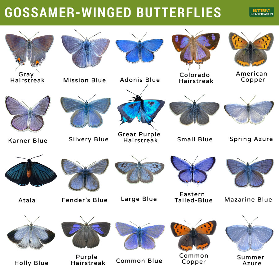 On Gossamer Wings: The Lycaenidae Butterflies - Native Plant Nursery, Novato