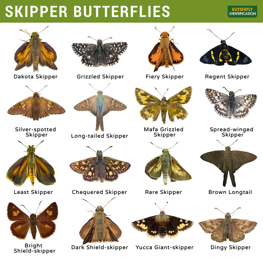 Butterfly And Moth Identification Chart