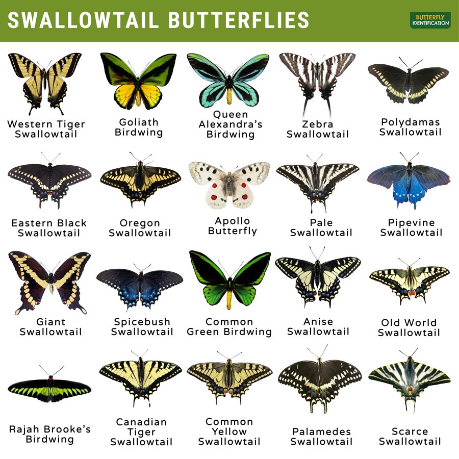 yellow butterflies identification