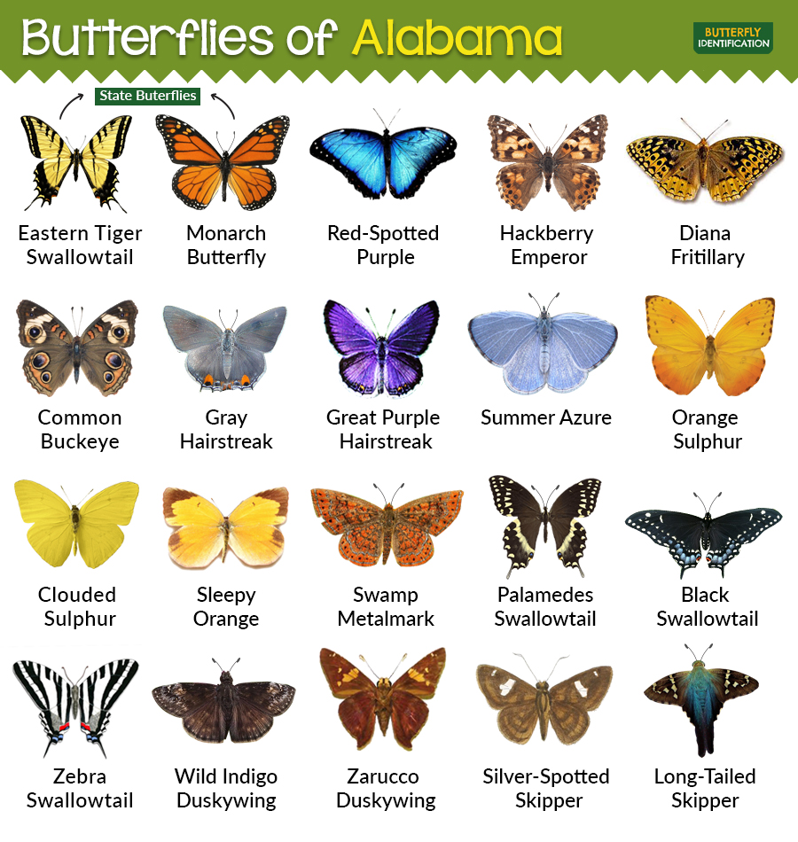 Types of Butterflies in Alabama