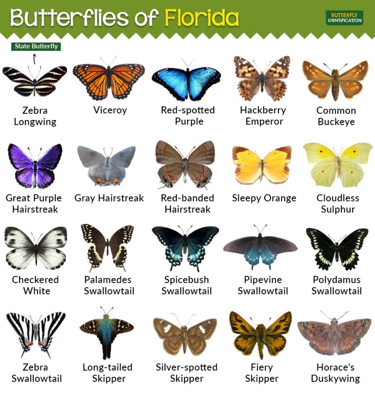 types-of-butterflies-in-florida