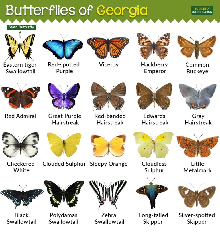 types-of-butterflies-in-georgia
