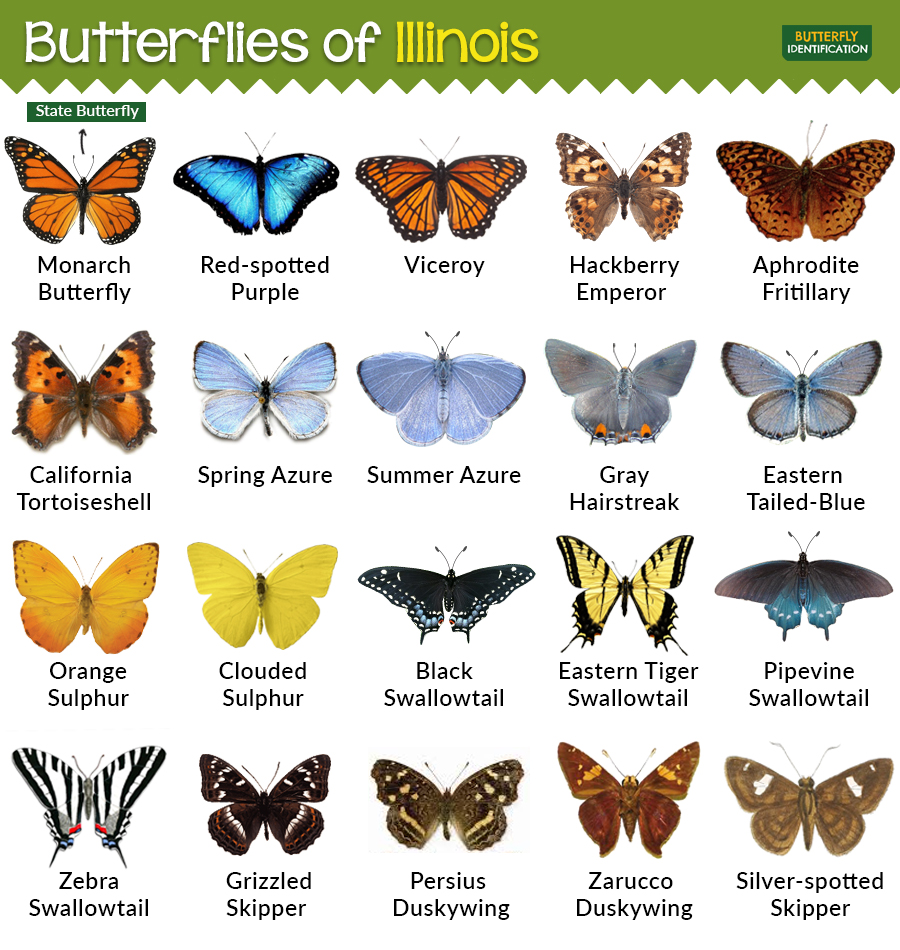 Types of Butterflies in Illinois