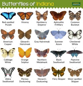 Types of Butterflies in Indiana