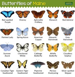 Types of Butterflies in Maine