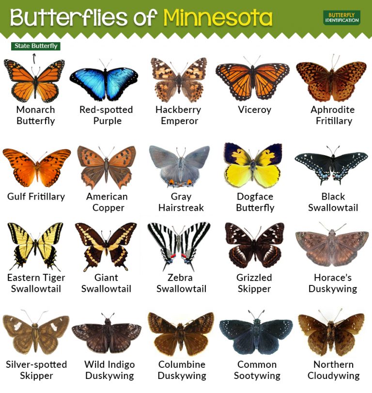 types-of-butterflies-in-minnesota