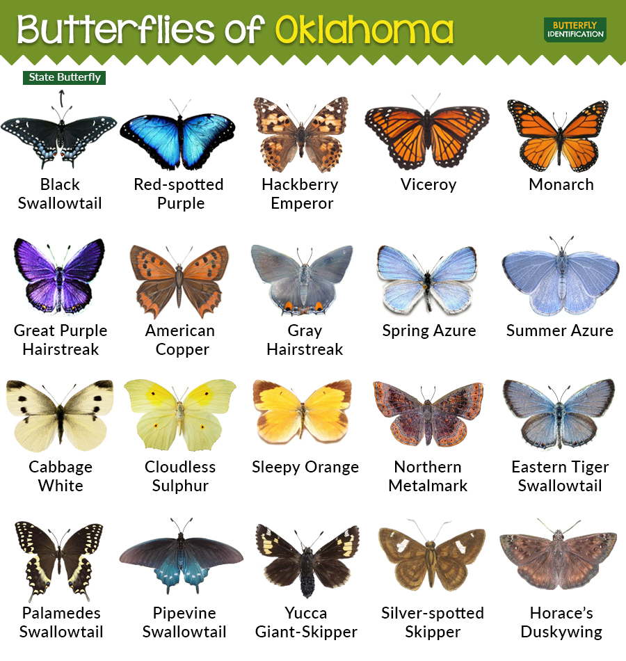 types-of-butterflies-in-oklahoma