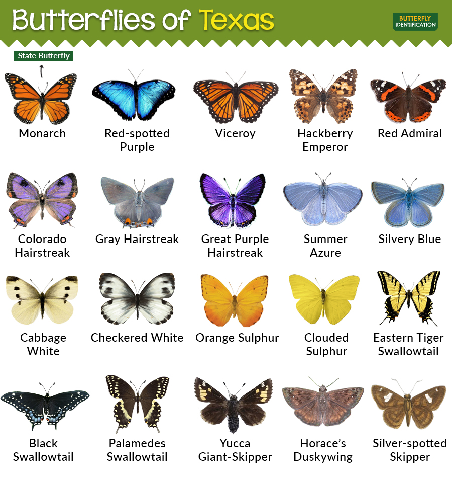 types-of-butterflies-in-texas
