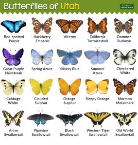 Types of Butterflies in Utah