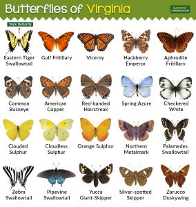 Types of Butterflies in Virginia