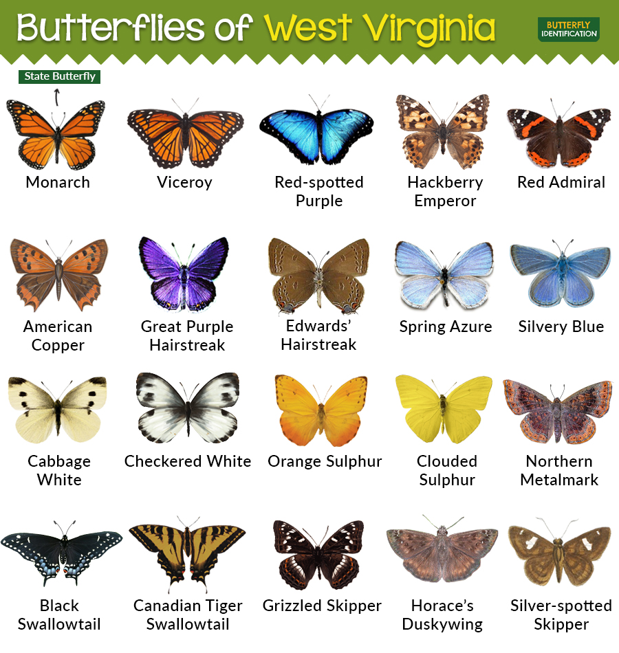 Types of Butterflies in West Virginia