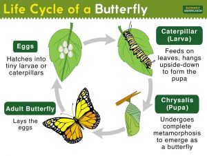 Life Cycle of a Butterfly: Complete Metamorphosis with Stages