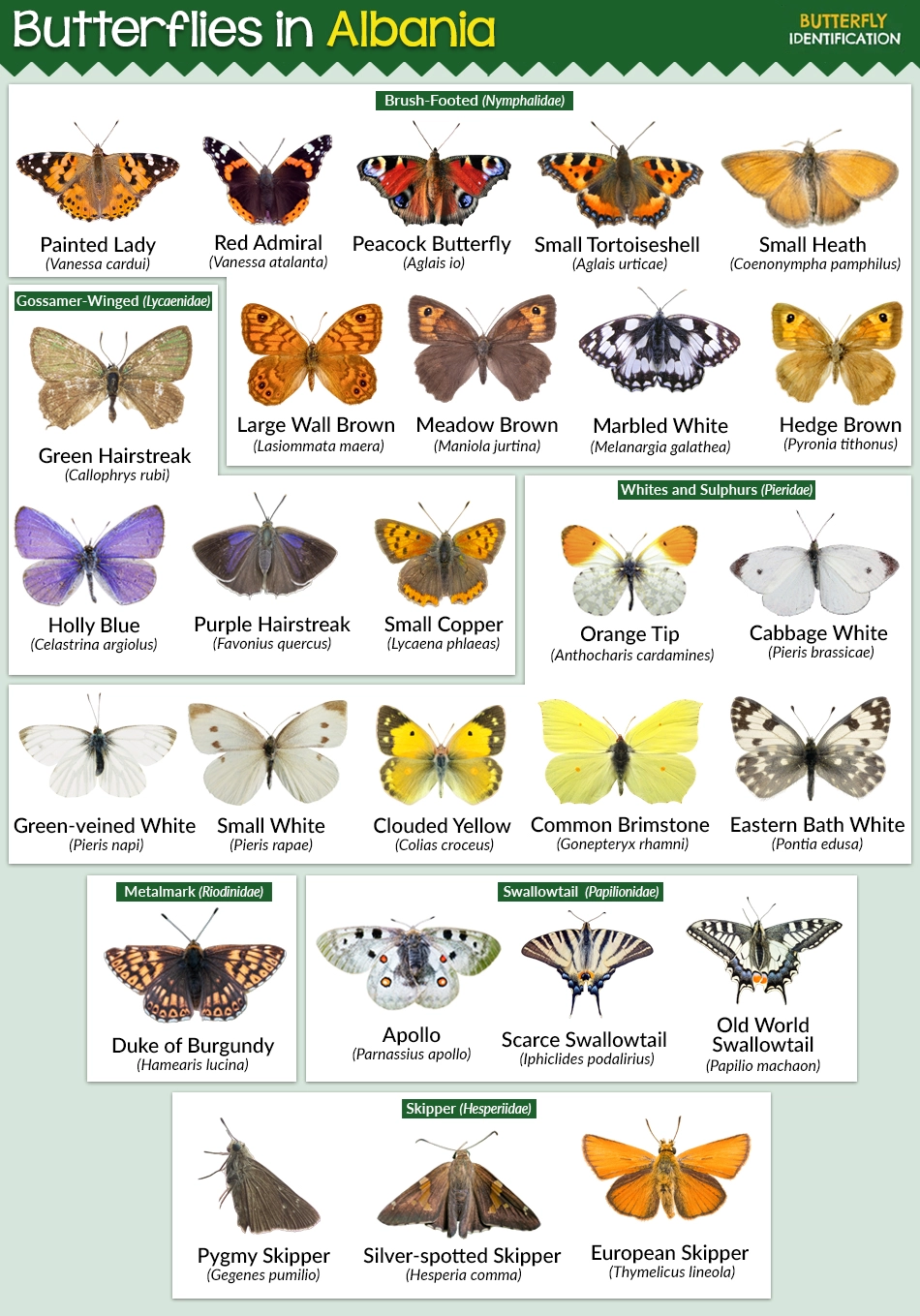Types of Butterflies in Albania (List With Pictures)