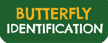 Butterfly Identification