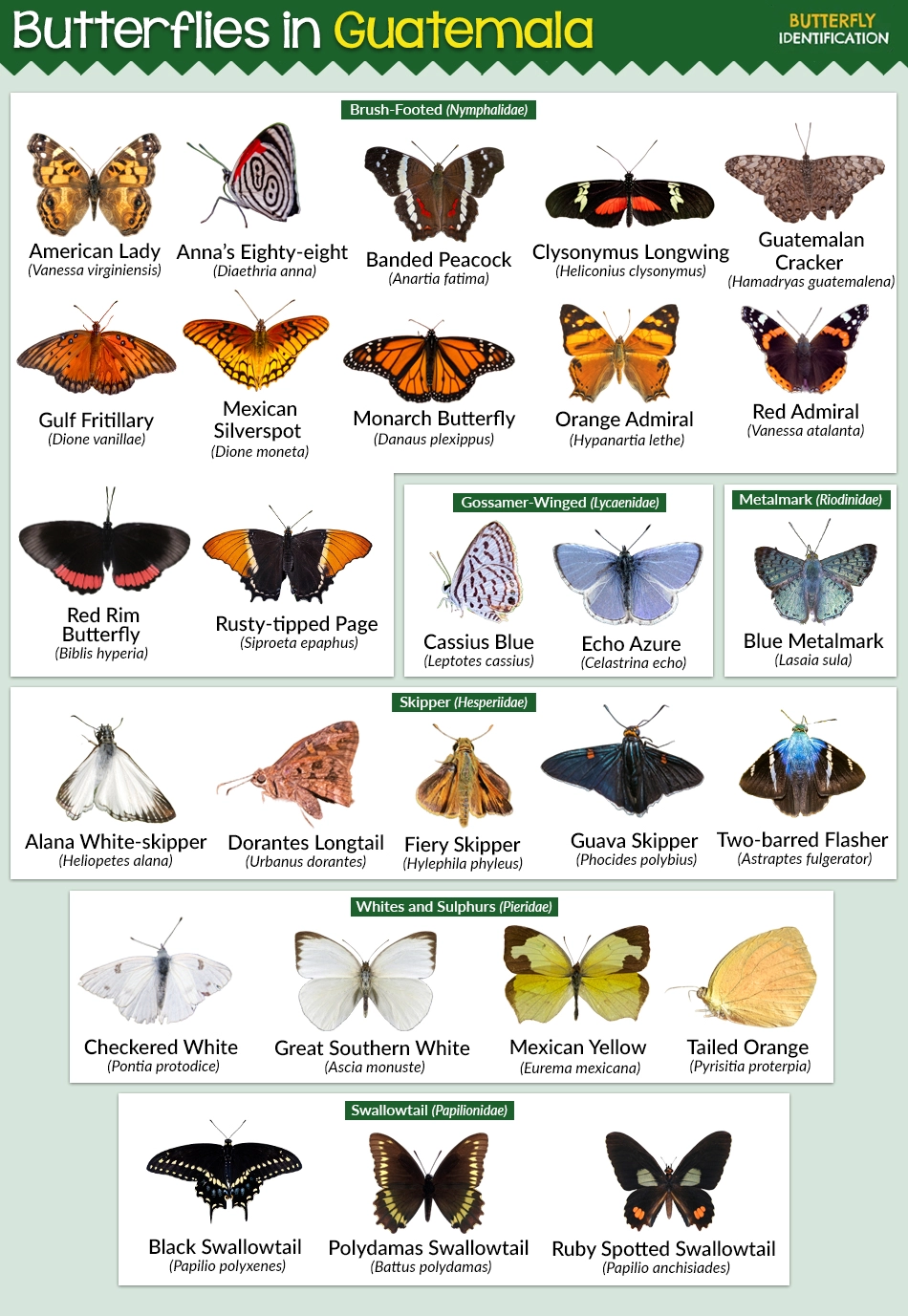 Types of Butterflies in Guatemala (List With Pictures)
