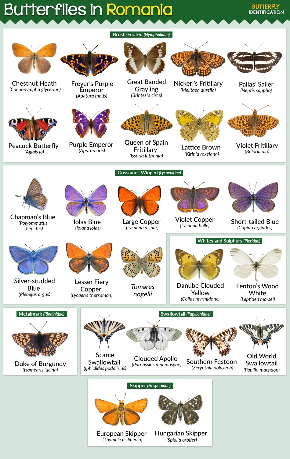 Types of Butterflies in Romania (List With Pictures)