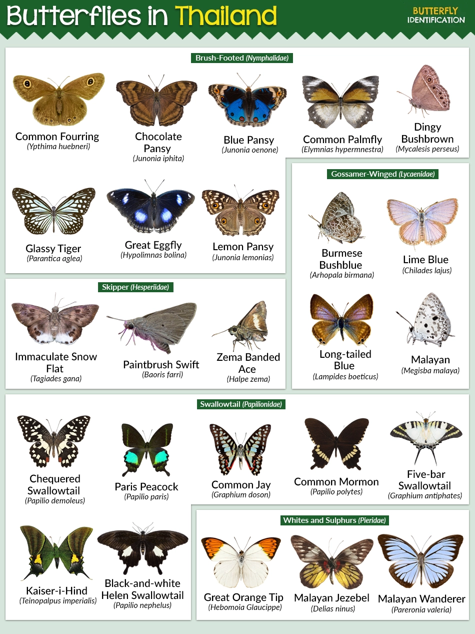Types of Butterflies in Thailand (List With Pictures)